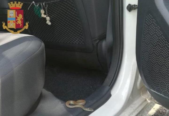 serpente_auto_twitter