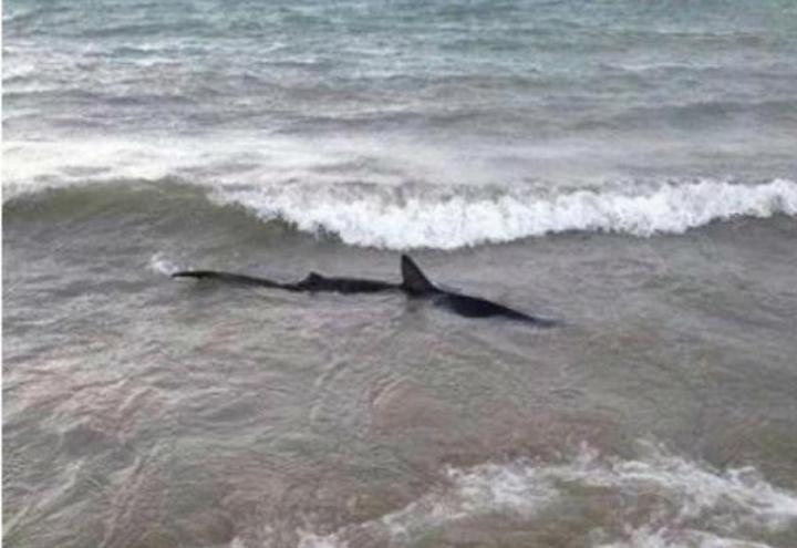 squalo_calabria_mare_riva_spiaggia_twitter_2018