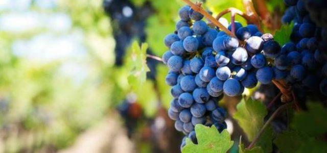 uva-vigna-vino