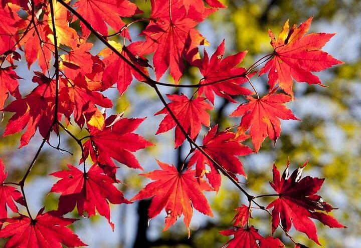 autunno_nuova_stagione_pixabay