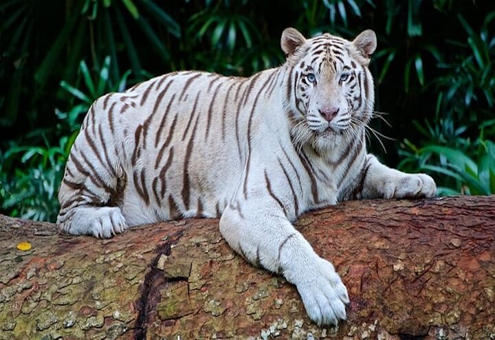 tigre_bianca