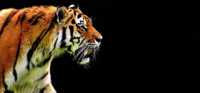 Una splendida tigre in azione
