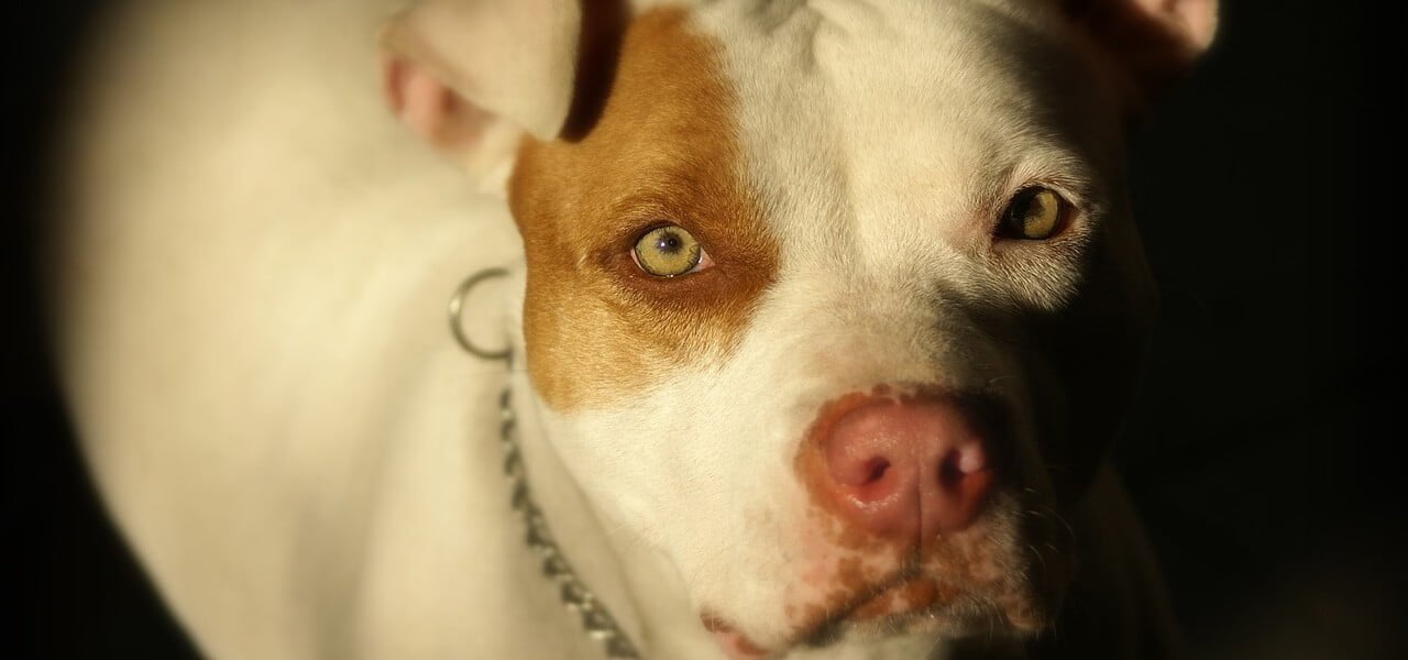 pitbull aggressione 2018 pixabay
