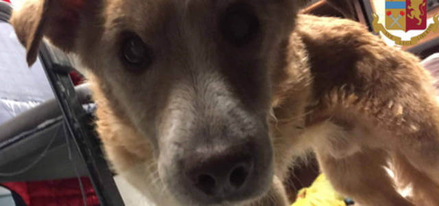Cane cieco si perde a Roma