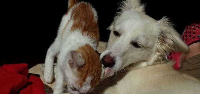 cane gatto 2018 pixabay 640x300
