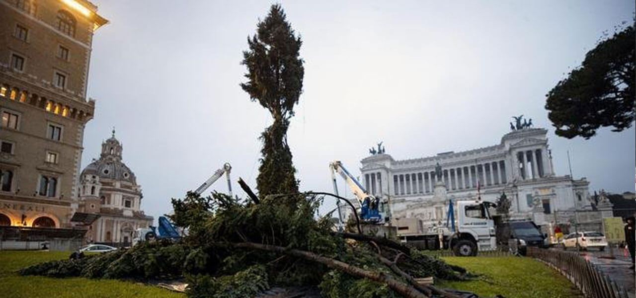 Il ritorno di Spelacchio a Piazza Venezia