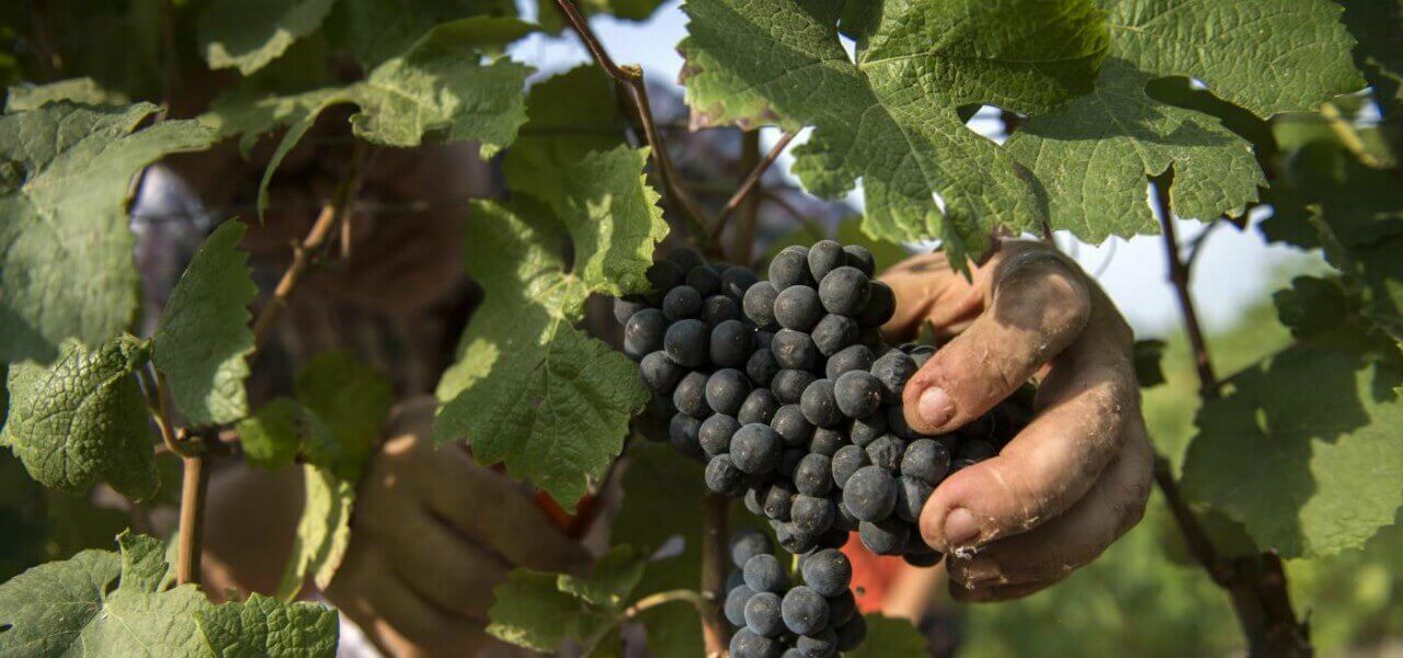 agricoltura langhe vino vite lapresse1280
