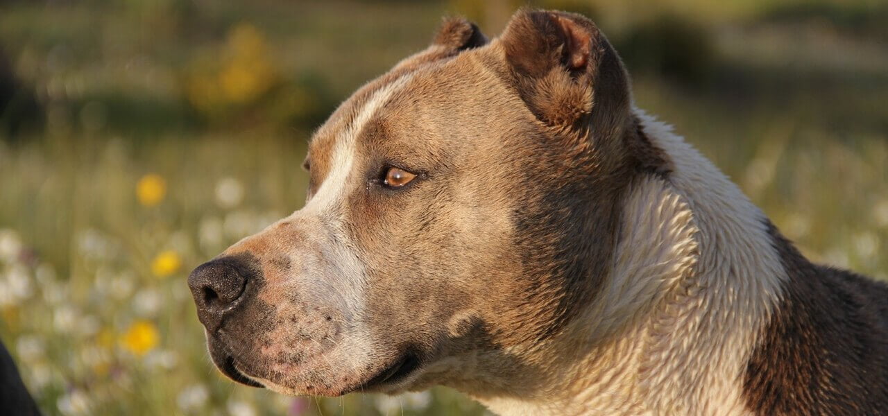 pitbull 2018 pixabay