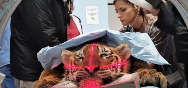 tigre denti parma 2018 parma 640x300