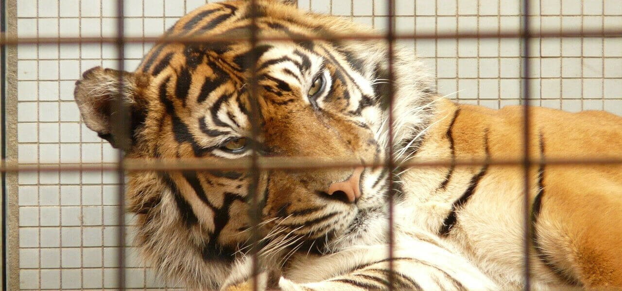tigre 2018 pixabay