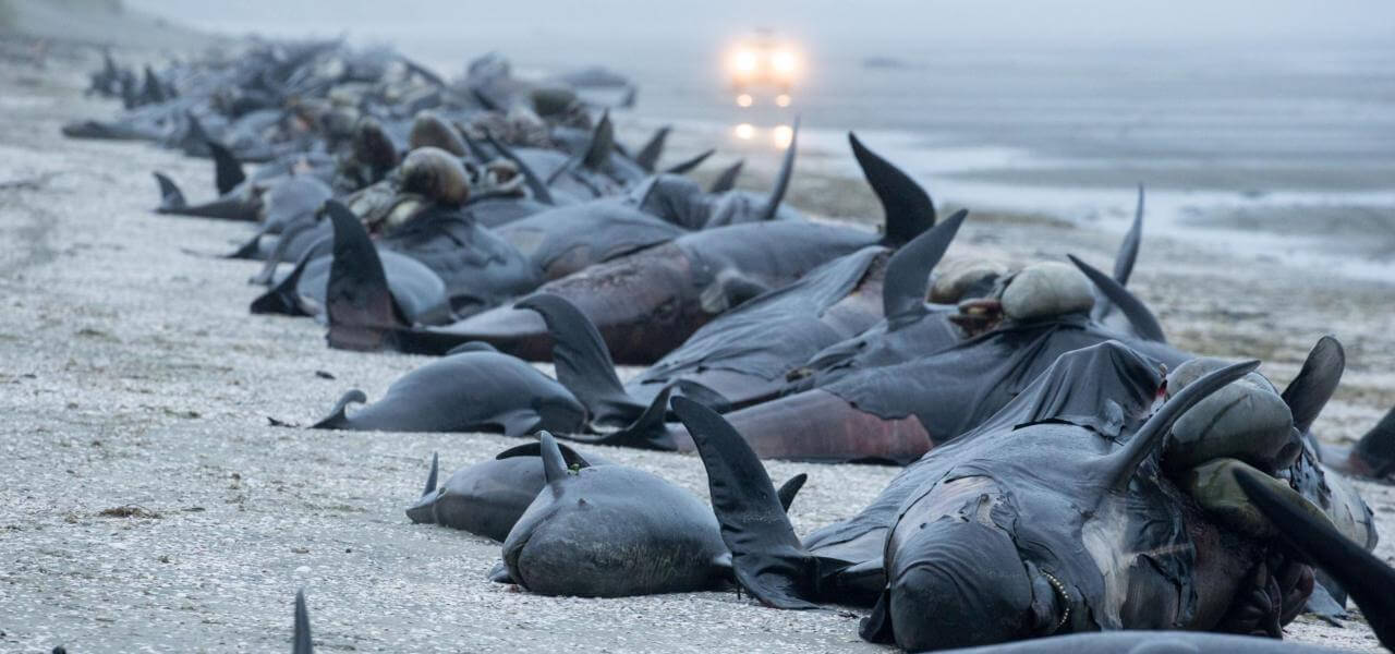 Strage di balene