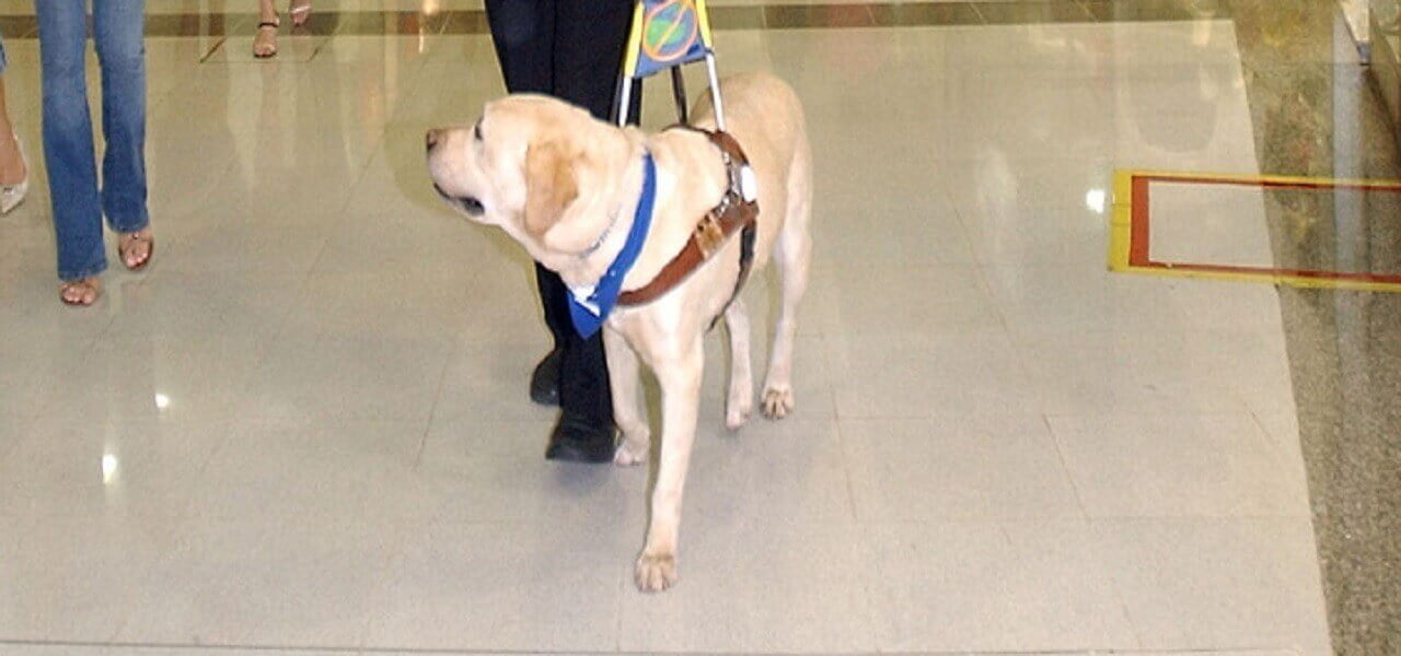 Va In Chiesa Col Cane Guida Rimproverato Dal Parroco Qui L