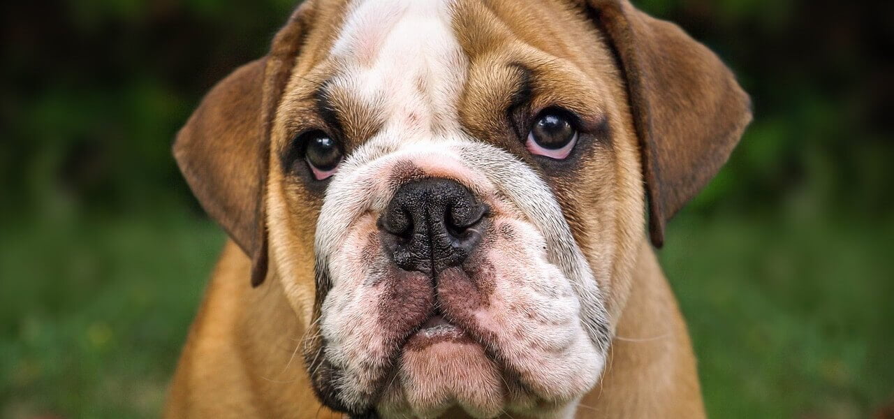 bulldog 2018 pixabay