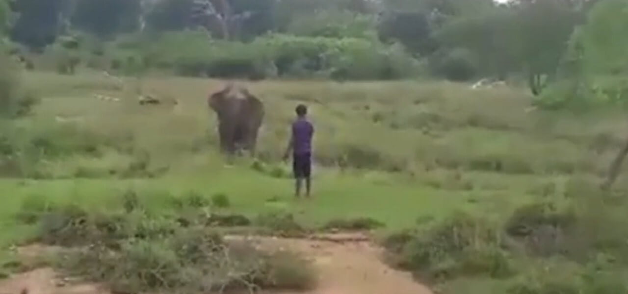 Cerca di ipnotizzare elefante: morto addestratore