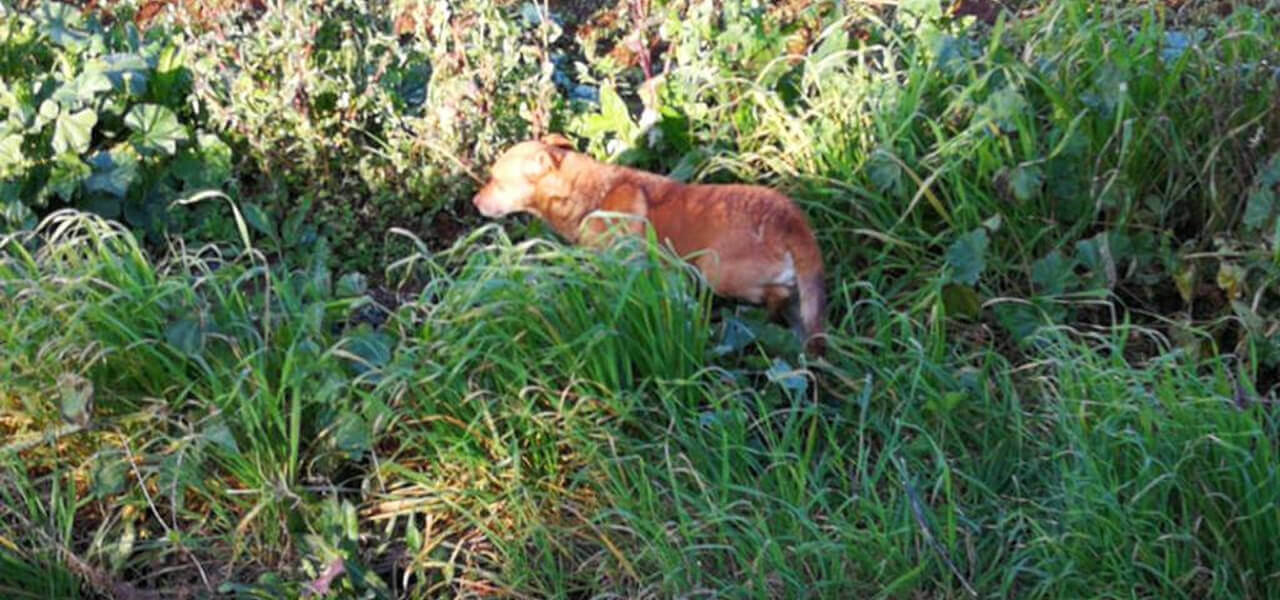 Cagnolina vegliata per dal fido amico