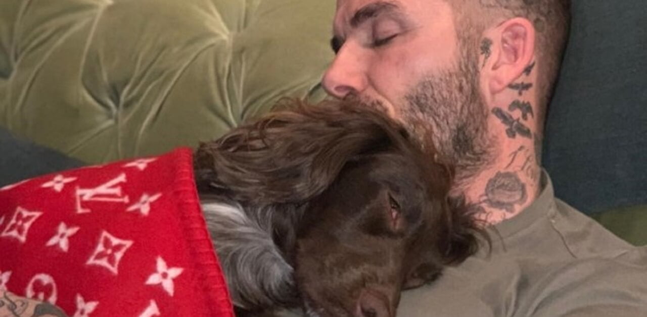 david beckham cane coperta instagram