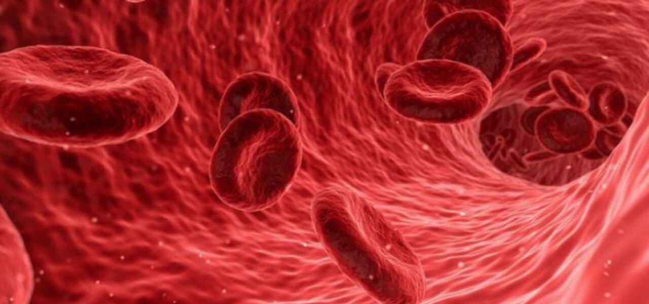 sangue 2019 web