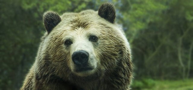 Orso