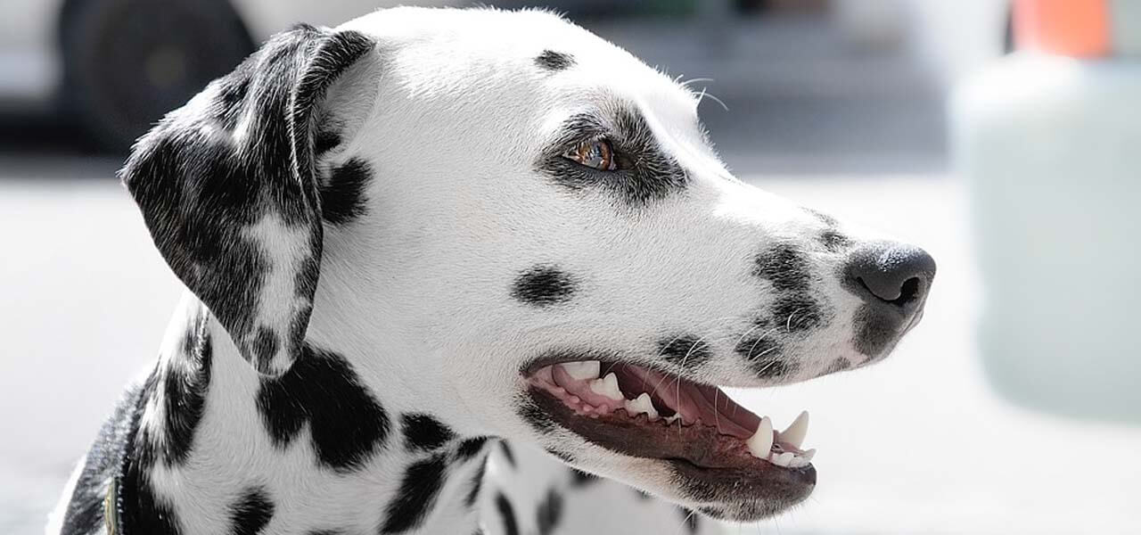 Pestata a sangue in biblioteca: "colpa" del cane