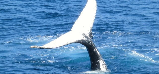 Blue Whale