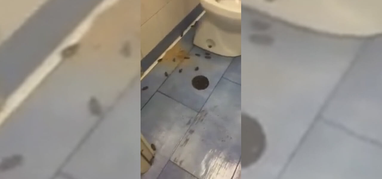 Il video delle blatte all'ospedale di Napoli