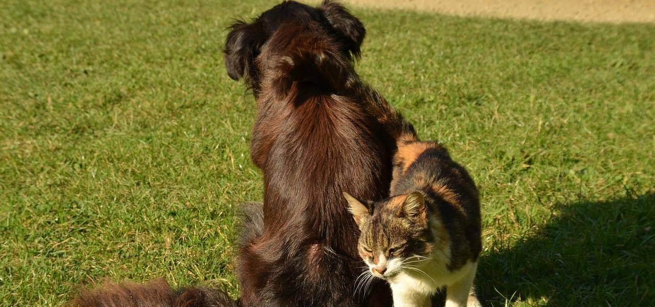 Luomo Ama Il Cane Come Il Figlio Meno Il Gatto Quando La Scienza