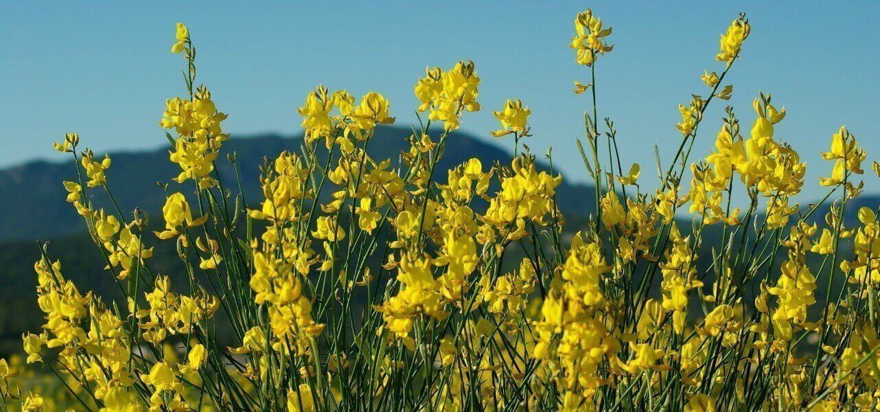 natura fiore ginestra pixabay1280
