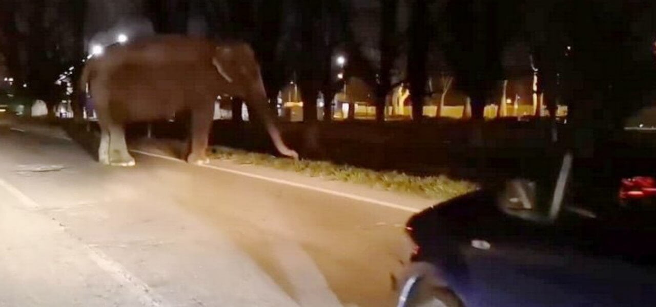elefante segrate 2019 twitter