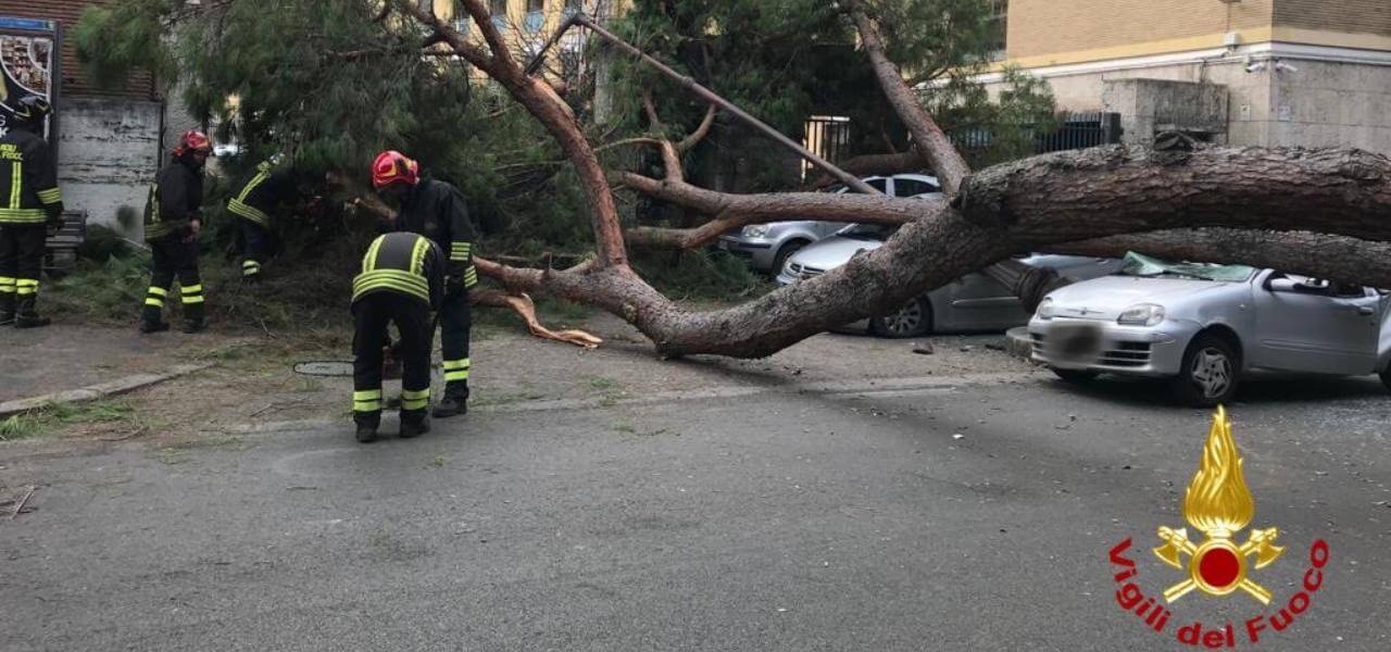 Crolla albero in centro a Roma