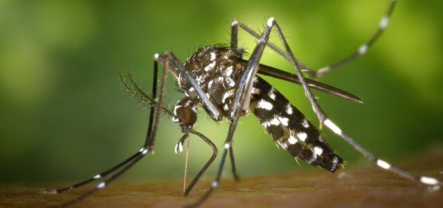 zanzare virus che fa scoppiare il cervello