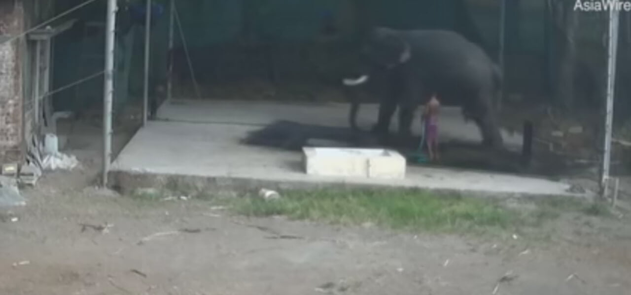 Elefante schiaccia istruttore, video choc