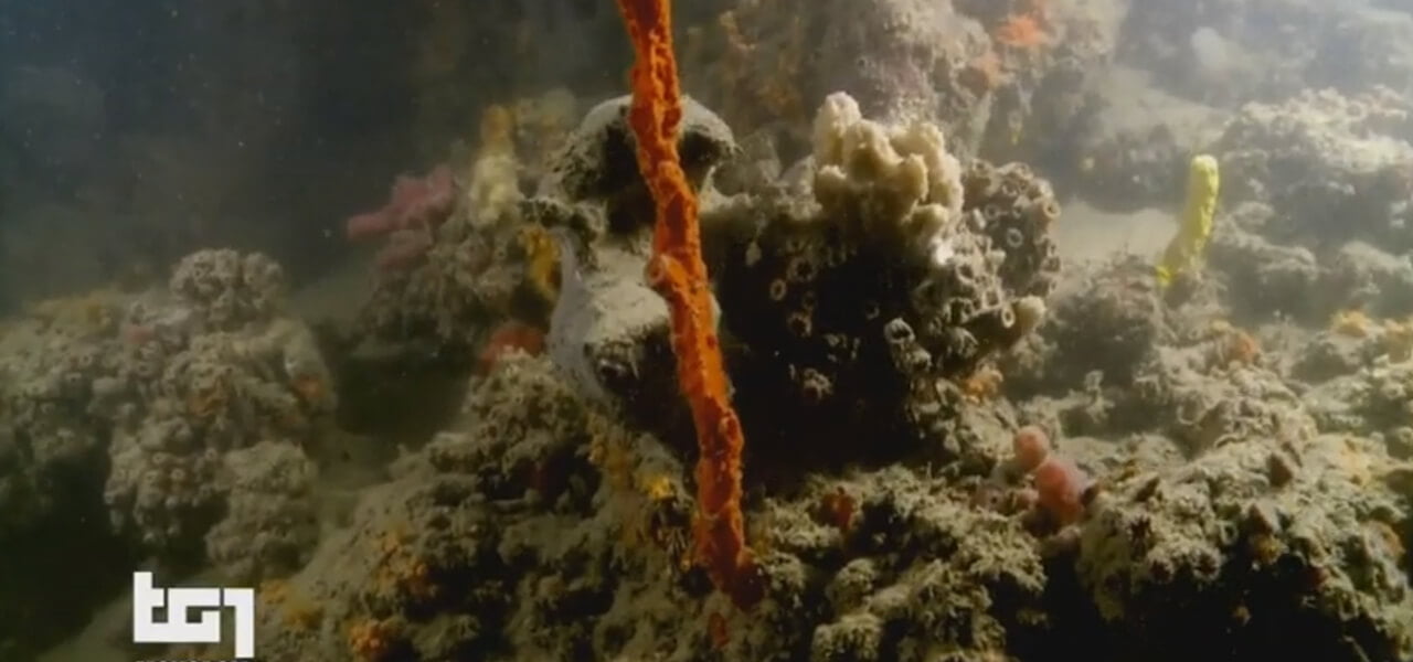 Barriera corallina in Puglia