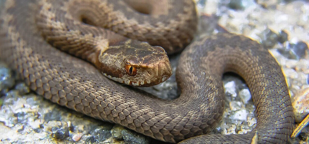 Vipera