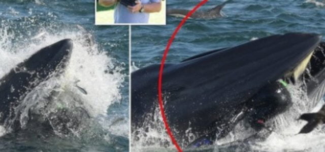 balena 2019 web 640x300