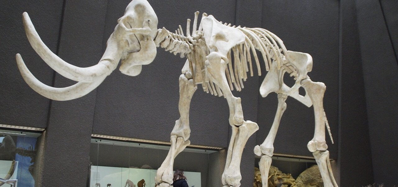 mammut 2019 pixabay