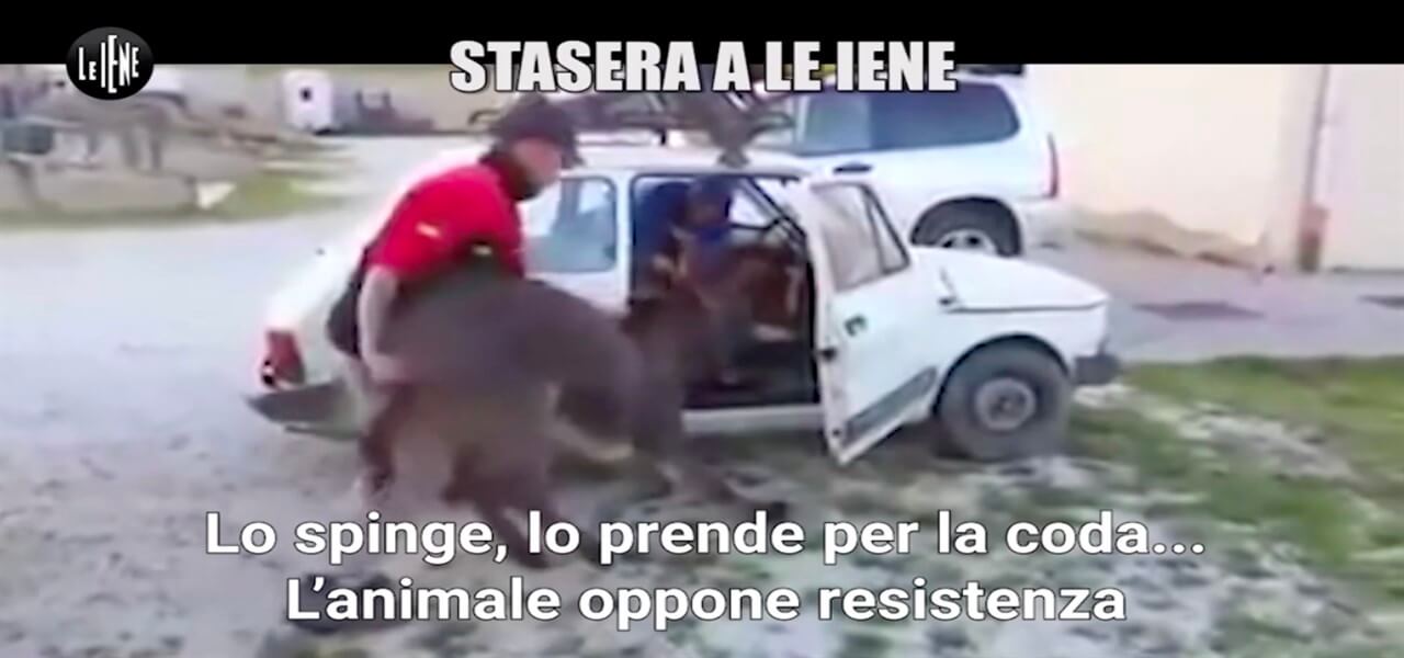 tony provenzano asino iene