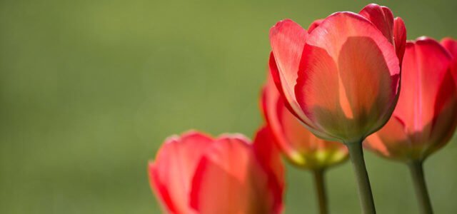 Tulipani