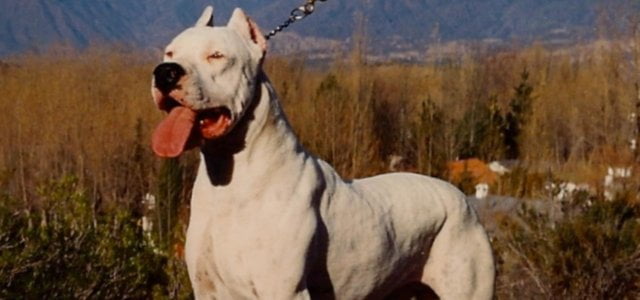 Esemplare di dogo argentino