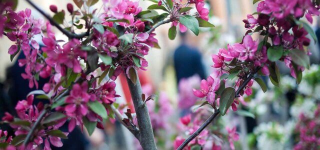 Piazze in Fiore