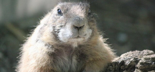 Marmotta, foto Pixabay