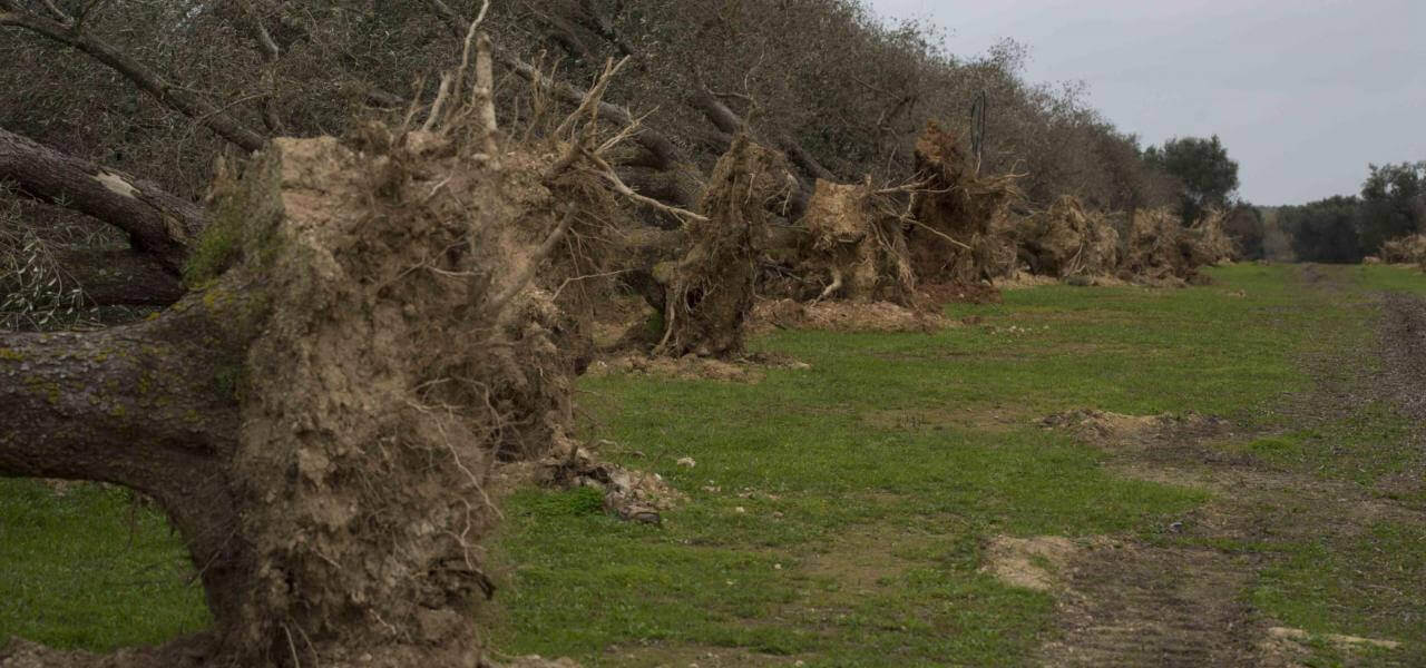 Xylella