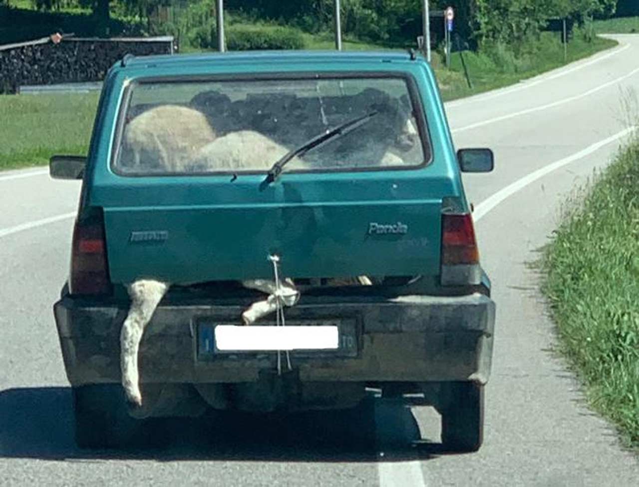 Pecore nella panda
