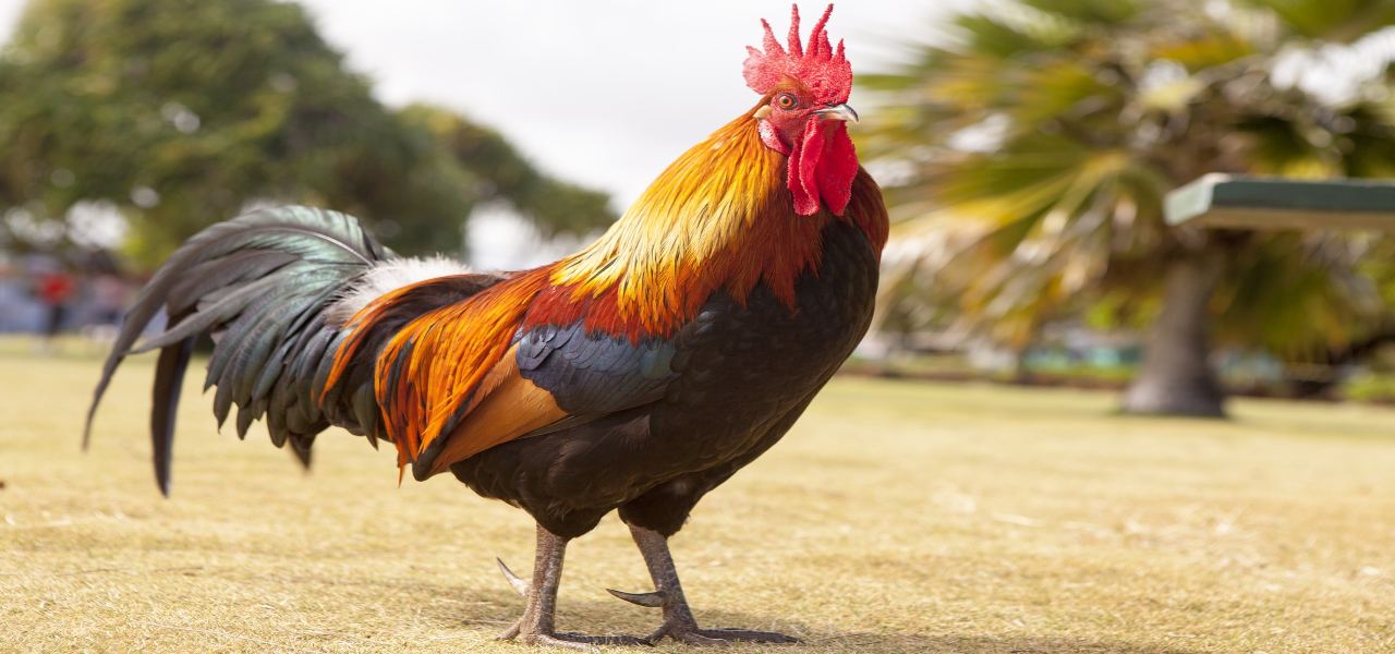 gallo pixabay