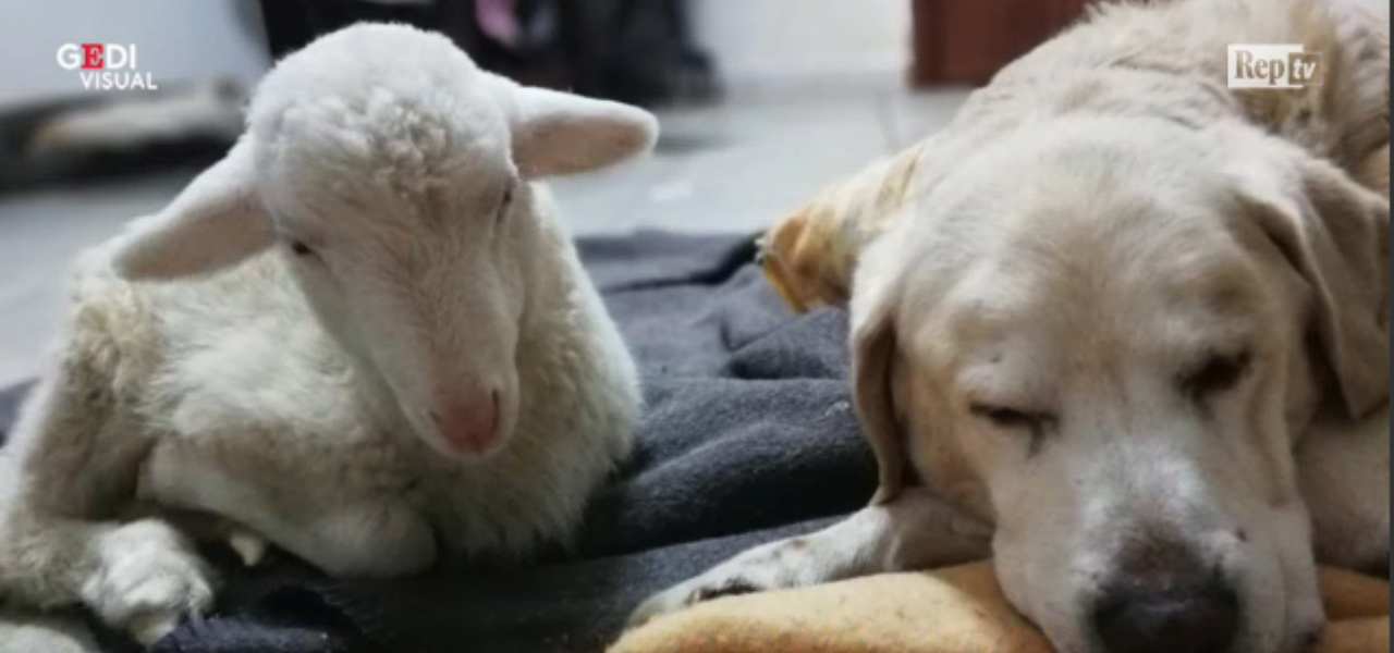 cane agnello 2019 web