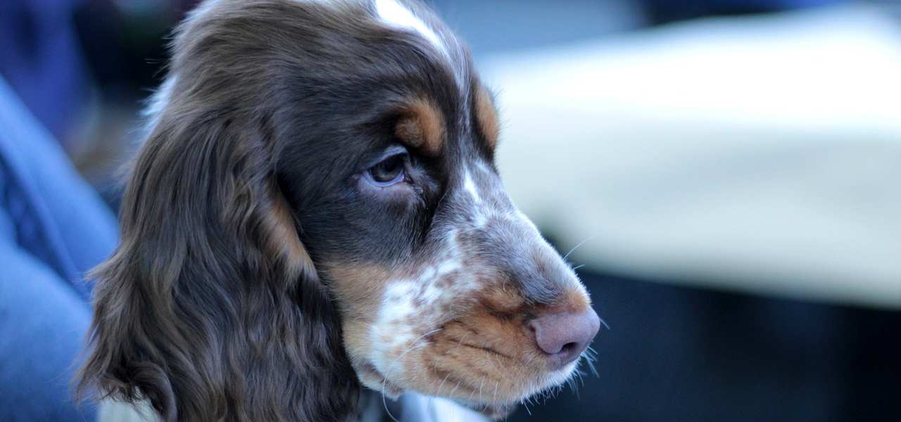 cocker spaniel 2019 pixabay