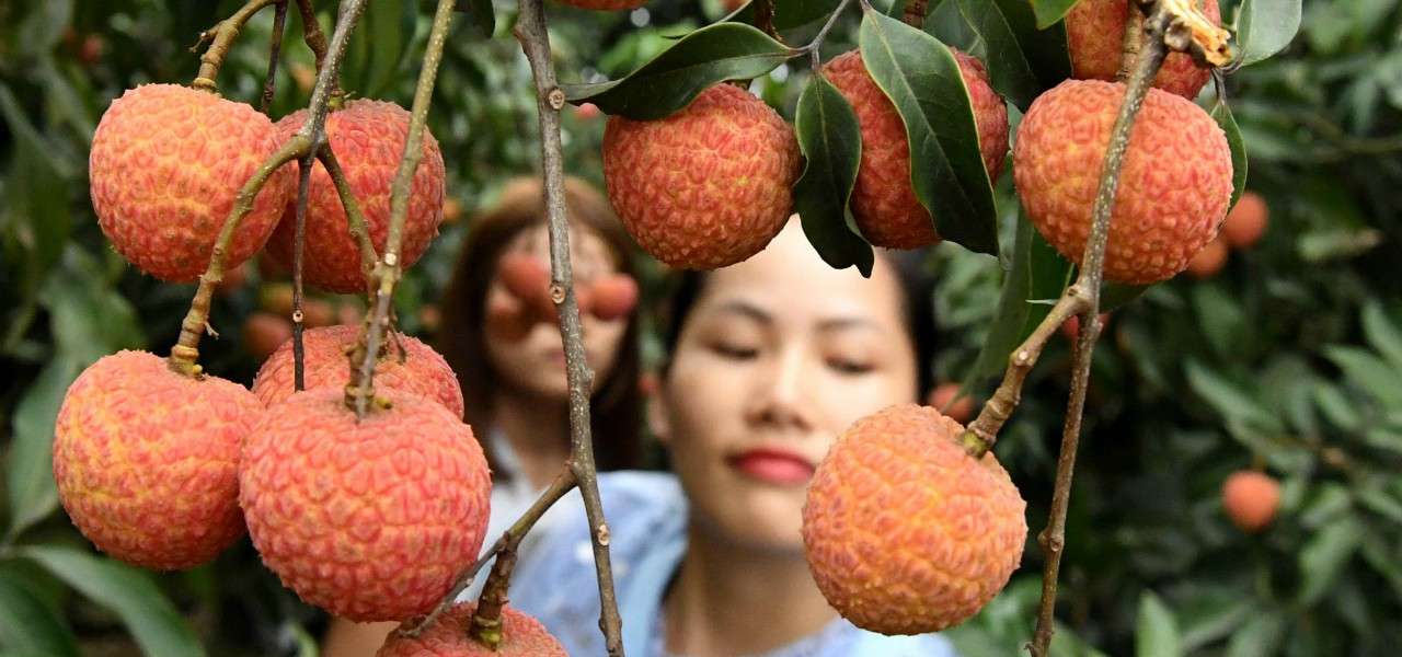 litchi 2019 lapresse
