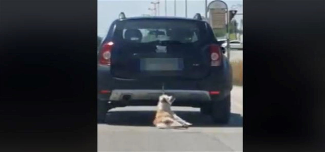 cane trascinato trani