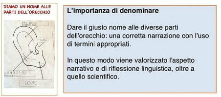 Scienz Scuola L Udito Un Percorso Di Scienze Musica In Prima Primaria