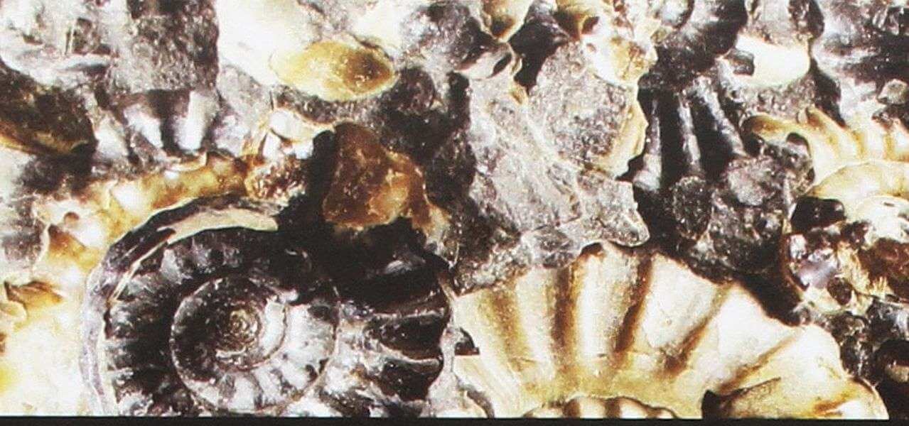 fossili aper