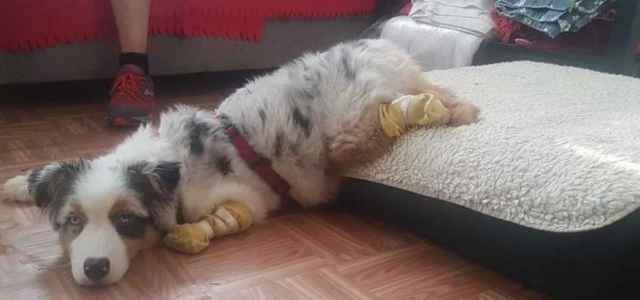 Il piccolo Alex (Fb)